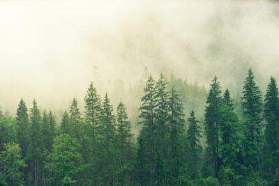 Foto eines Nadelwaldes, der im Nebel verschwindet, Fotograf: Johannes Plenio